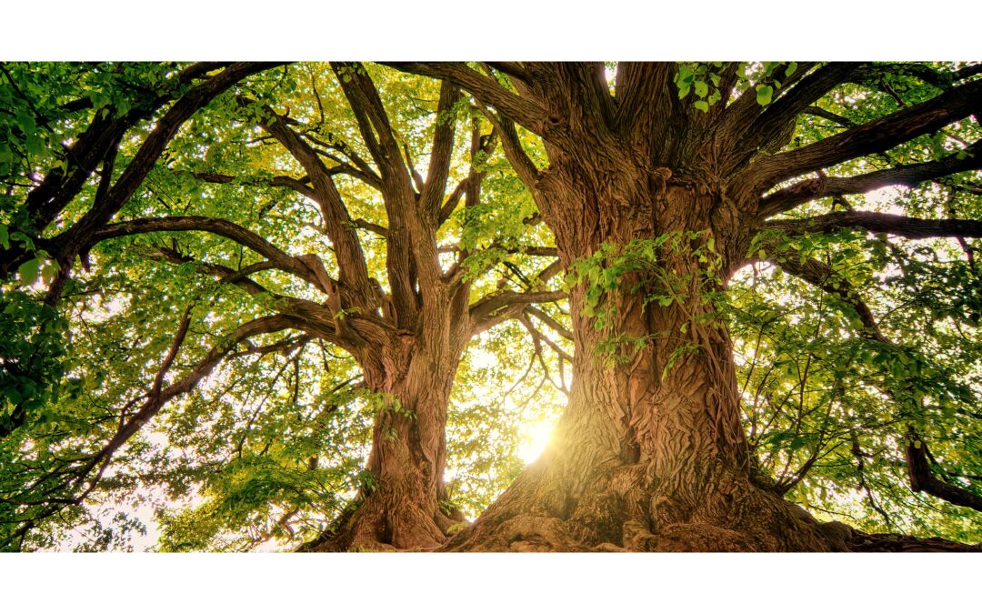 What Is Growth Capacity? The Missing Piece of Sustainable Business Growth