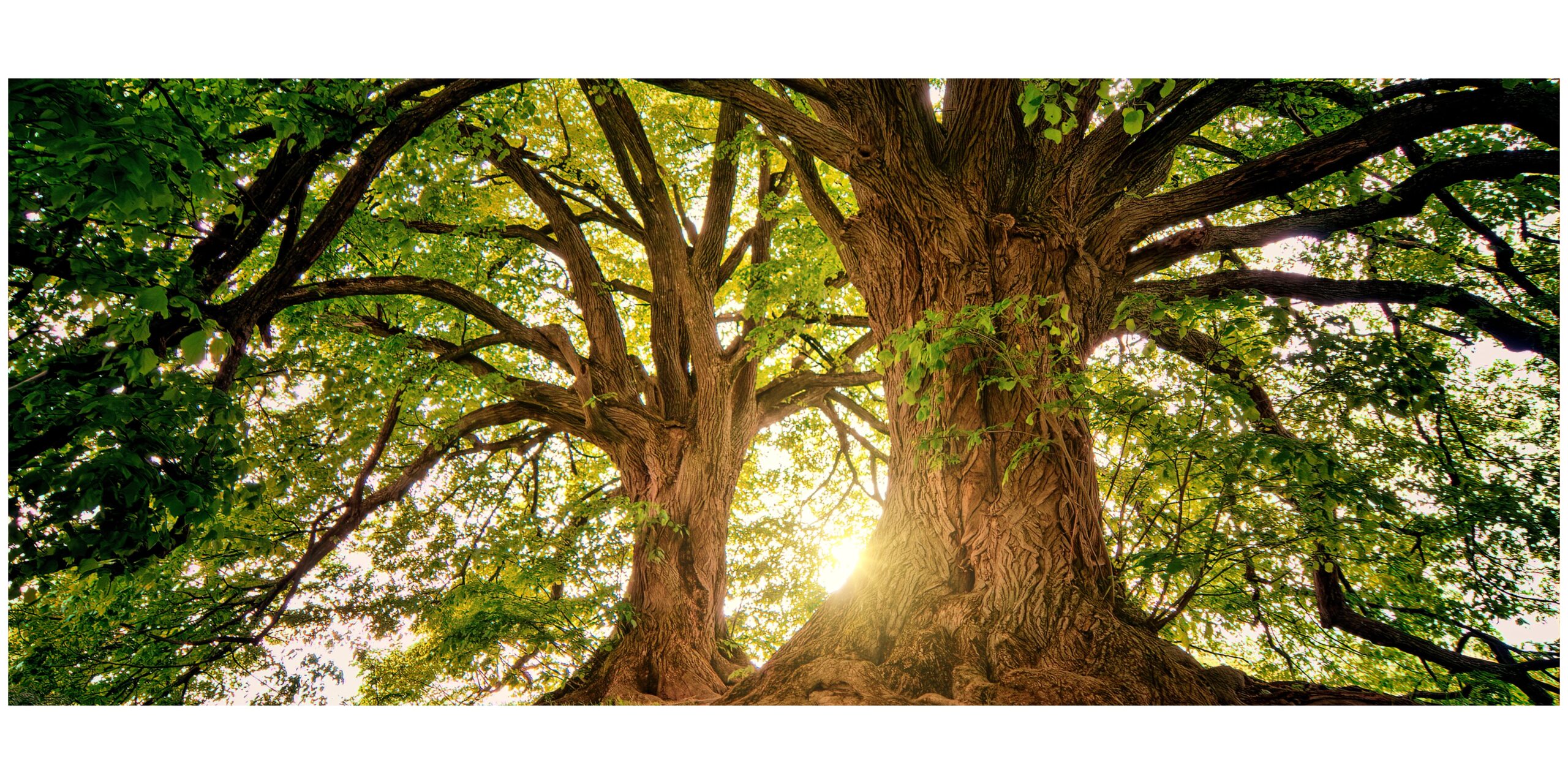 Tree as a metaphor for business growth