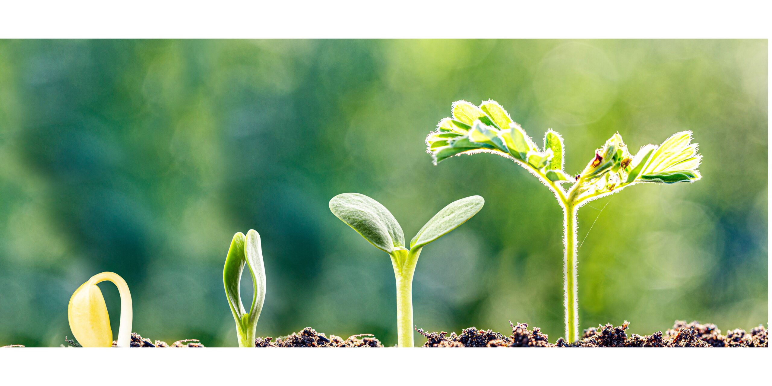 Plant seedlings as a metaphor for business growth